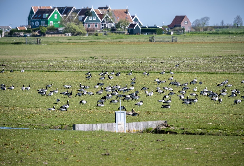 Ecoloog beschermt dieren op natuurhotspot Marken