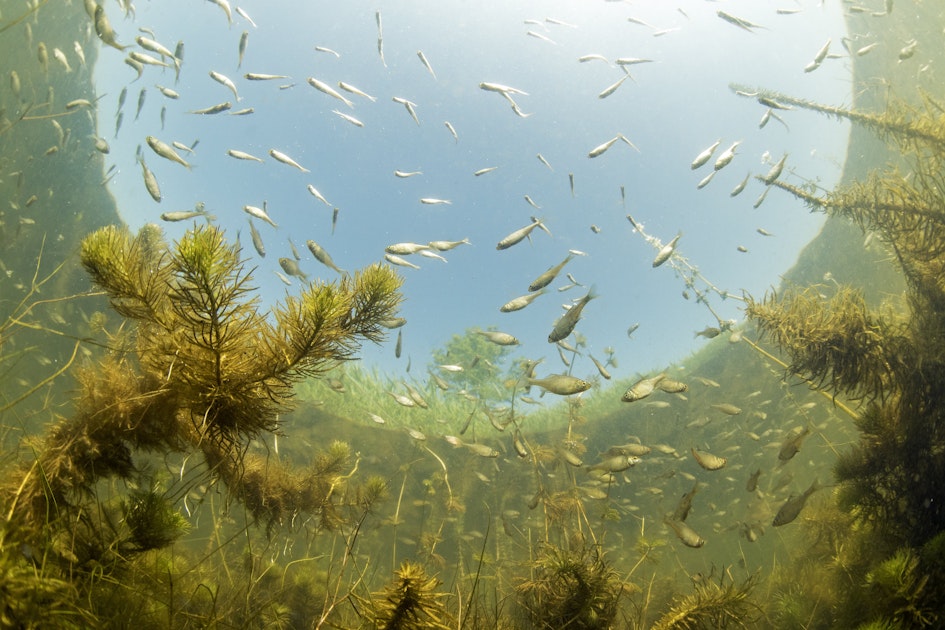Planning Eemmeer: aanleg luwtezone voor planten en dieren