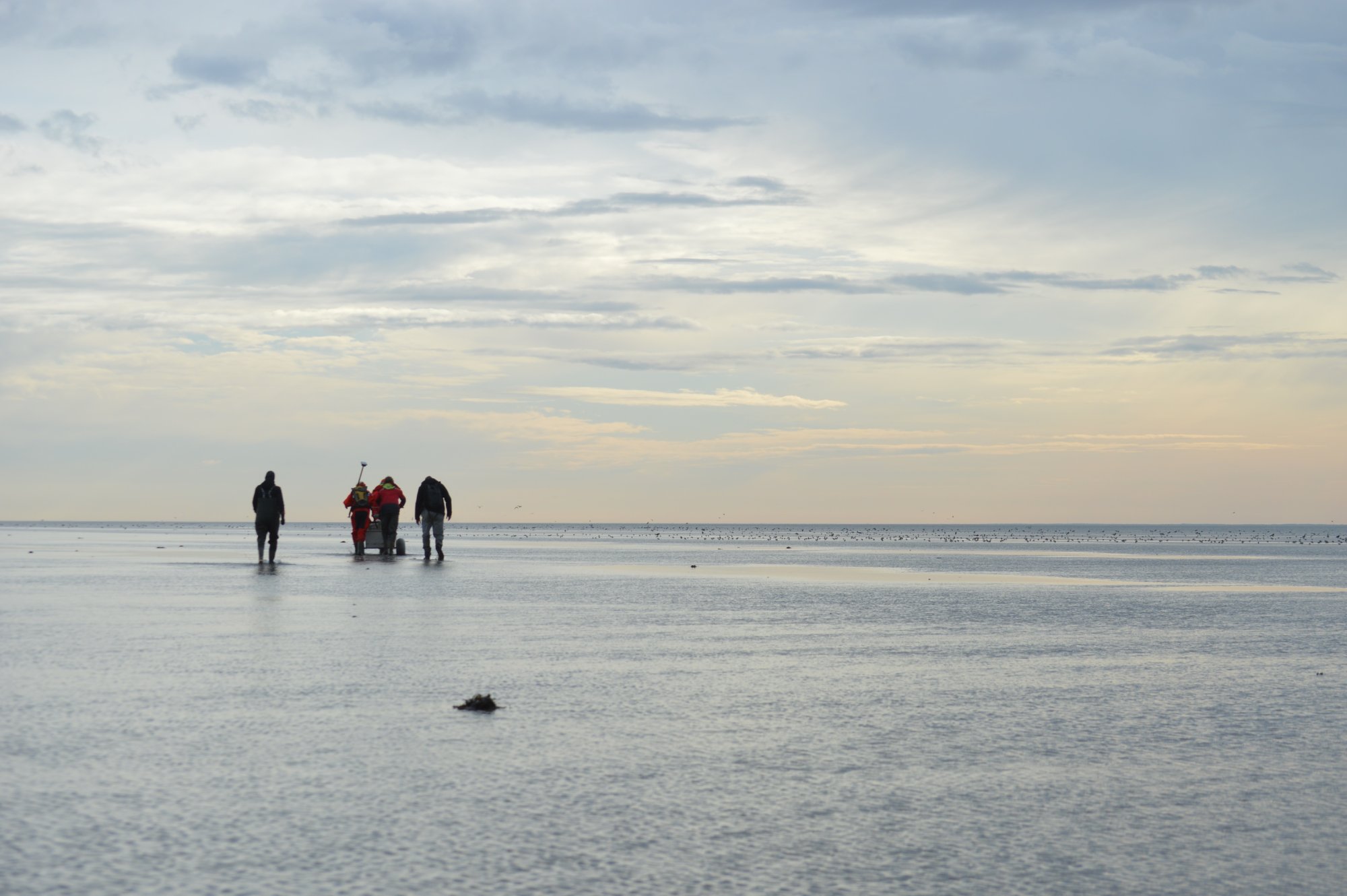 Inzaaien En Inplanten Zeegras Waddenzee Gestart