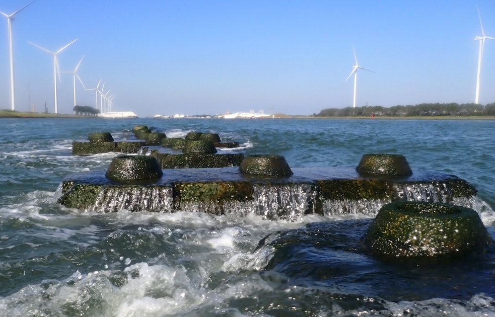 Reef blocks in Nieuwe Waterweg: opportunities for biodiversity