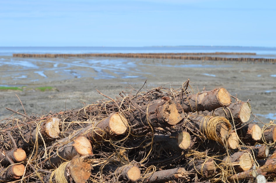 Kwelder Wierum groeit weer door rijshouten dammen