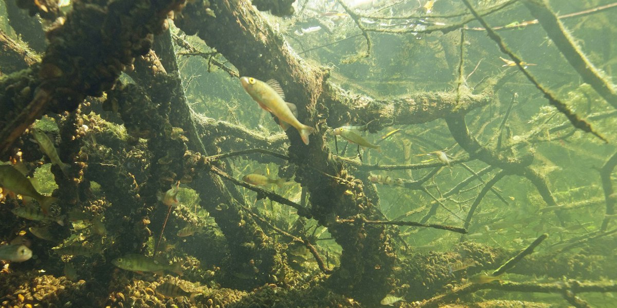 Ecologisch verbeterplan voor Kleefse beek, Leijgraaf Arcen en Vorstermolenbeek ter inzage