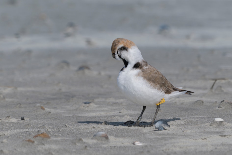 Op Ameland gaat het goed met de strandplevier