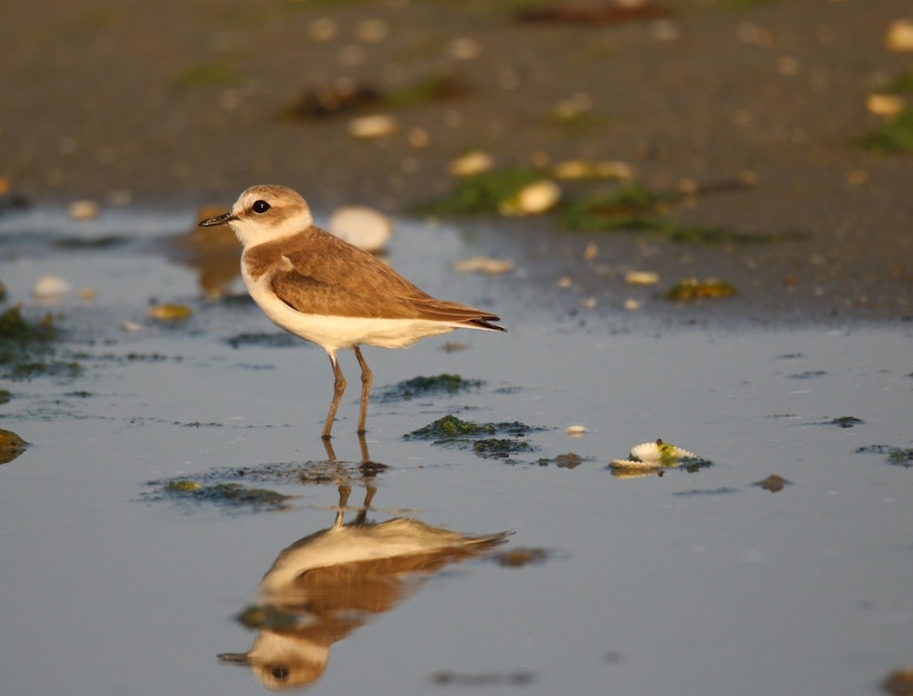 Bescherming natuurgebied Plaat van Oude Tonge boekt broedsucces
