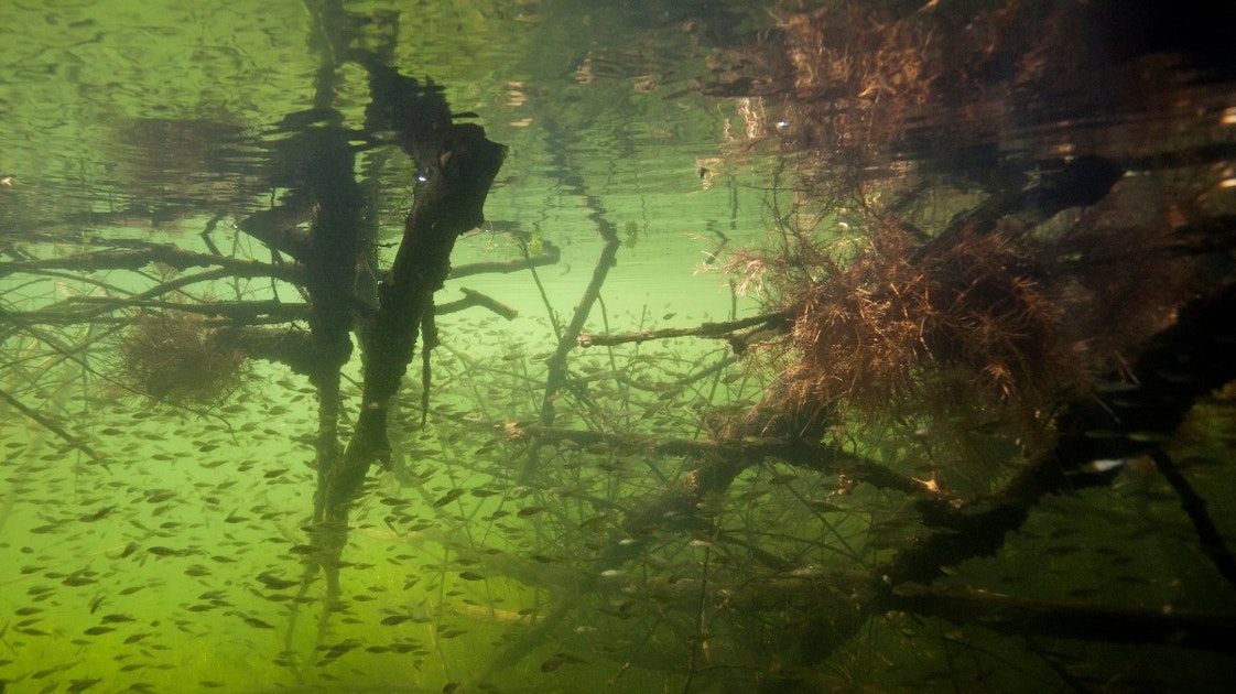 Gewijzigd plan voor geïsoleerde natuurgeulen langs Maas bij Beugen en Oeffelt definitief